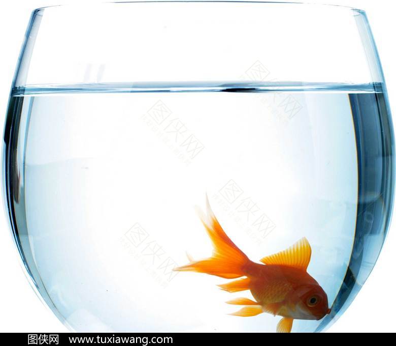 水缸里的金鱼设计元素