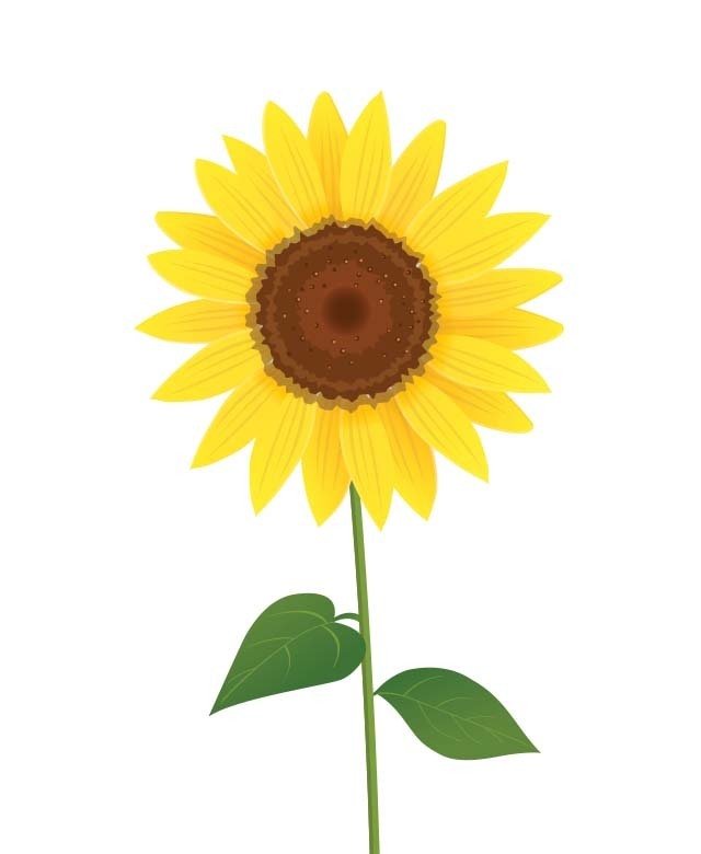 向日葵 葵花 植物 花卉 花朵 设计元素 免抠素材 手绘向日葵 立即