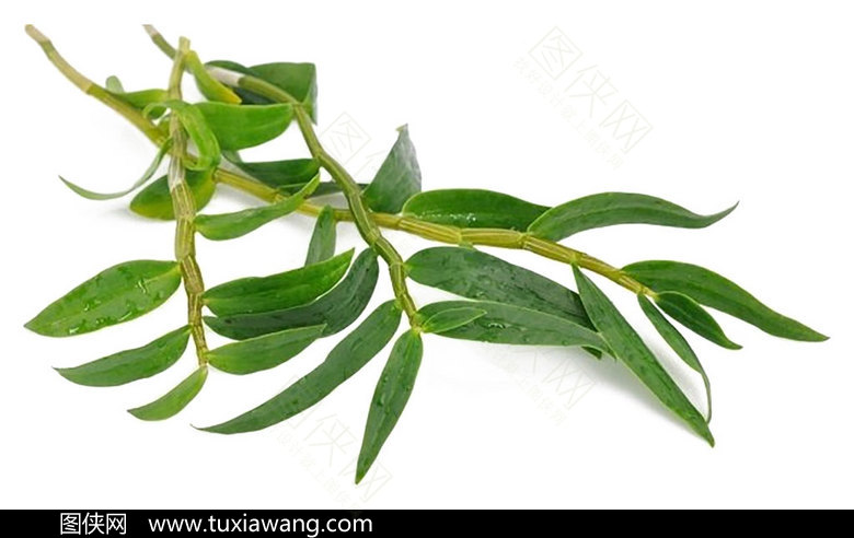 石斛植物素材