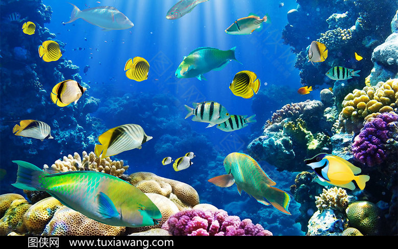 海底世界 海底 海洋 深海 鱼 珊瑚 海底生物 设计元素 设计素材